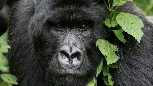 Beautiful mountain gorilla in Rwanda