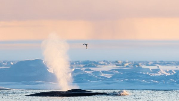 Whale watching By Mats B shutterstock 1504078199 800