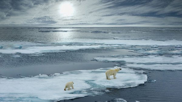 Polar Bear Viewing Polar bear and cub midnight sun shutterstock 703003783 sm