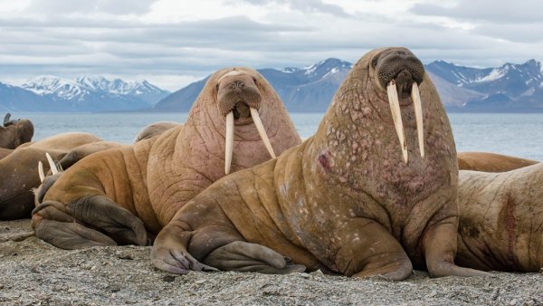 Walrus shutterstock 1229807503 800