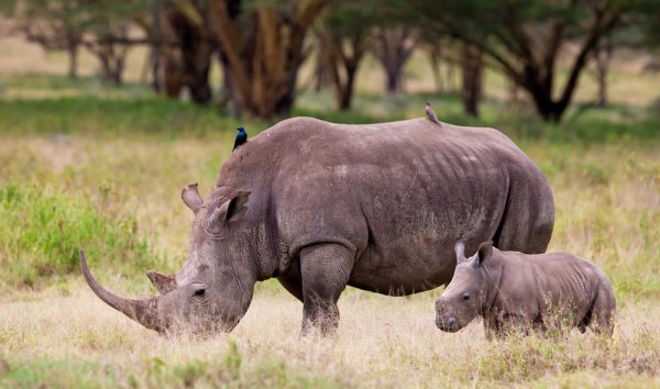 White Rhinoceros Endangered Species Kenya.