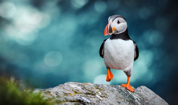 Puffins Atlantic puffin SMALL