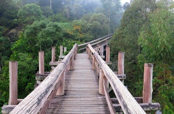 Amazon elevated trail path ecotourism forest, Brazil