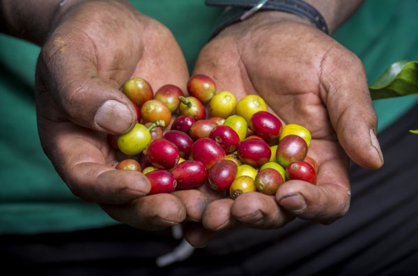 Coffee grans of Colombia