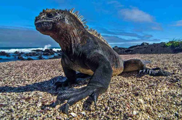 Galapagos Islands Marine Iguana Galapagos Islands Marine Iguana