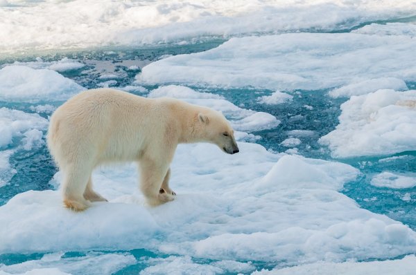 Large polar bear walking on the ice pack in the Arctic Circle