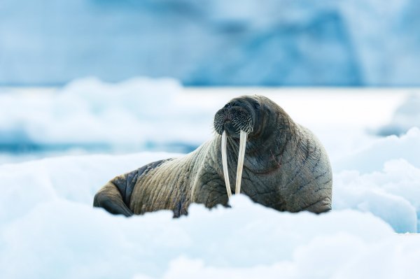 Walrus Walrus