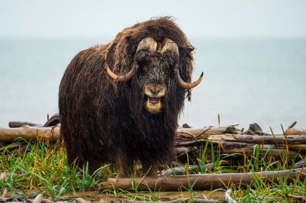 Musk oxen Musk oxen