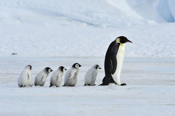 best Antarctica cruise, Emperor penguin chicks on the move