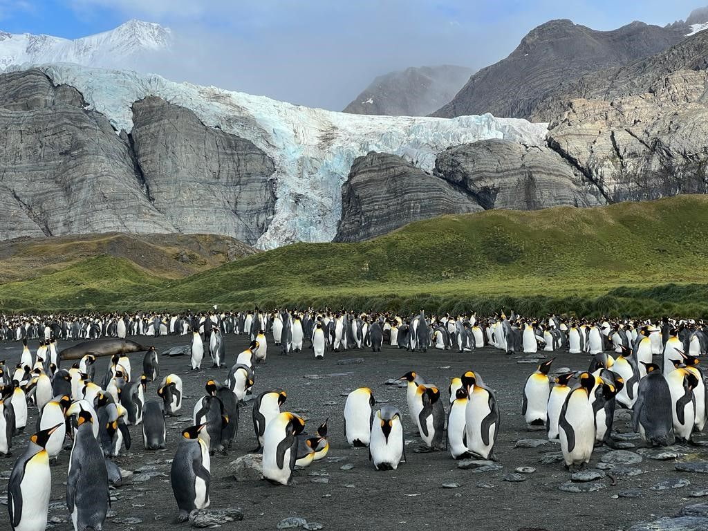 Penguins in South Georgia.