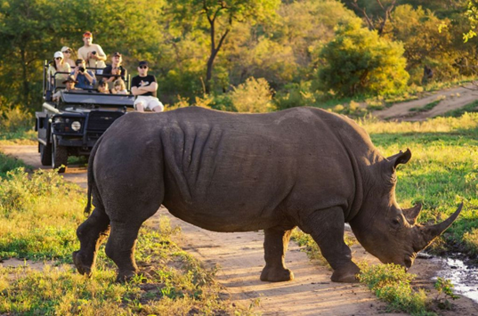 Tourists in an open safari vehicle watching a rhino crossing a dirt track in Hluhluwe Game Reserve, KwaZulu-Natal, South Africa.