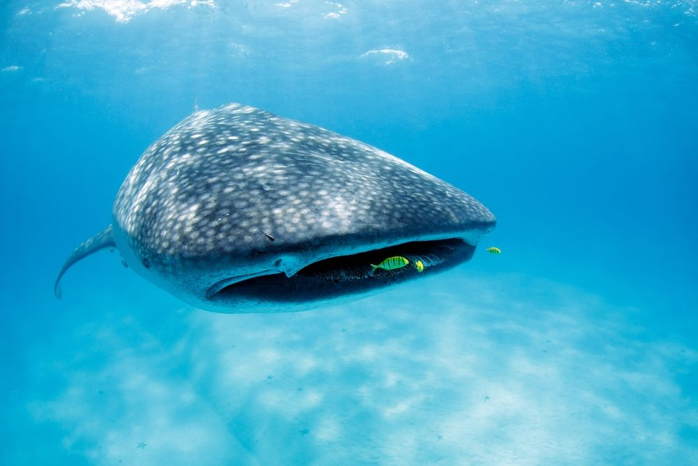 Whale shark encounter in Tanzania.