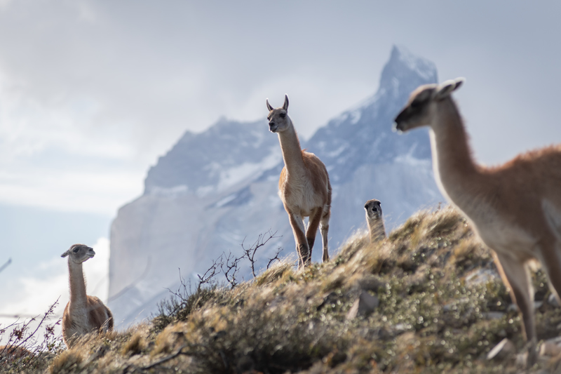 when to travel to Patagonia. October is best for wildlife spotting.